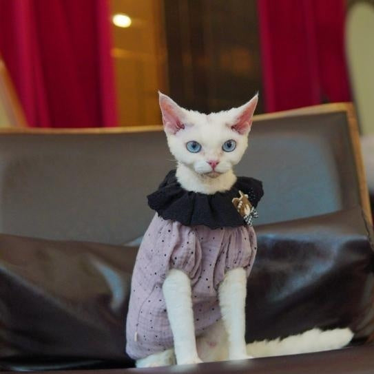 Sphynx Chat Été Violette robe de coton à point de Polka avec collier de dentelle noire et ours en peluche Acce