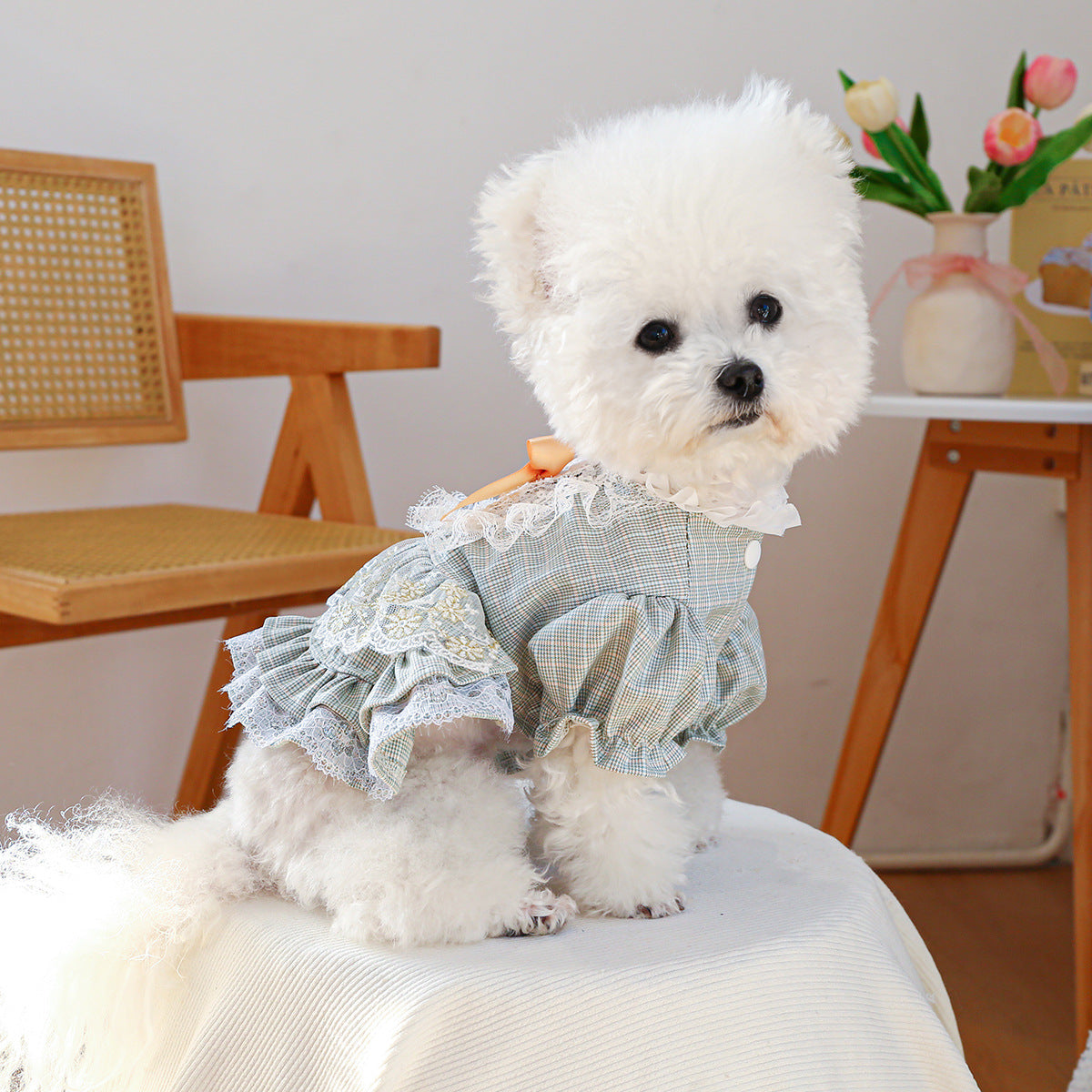 Jupe en dentelle pour petit chien de style court