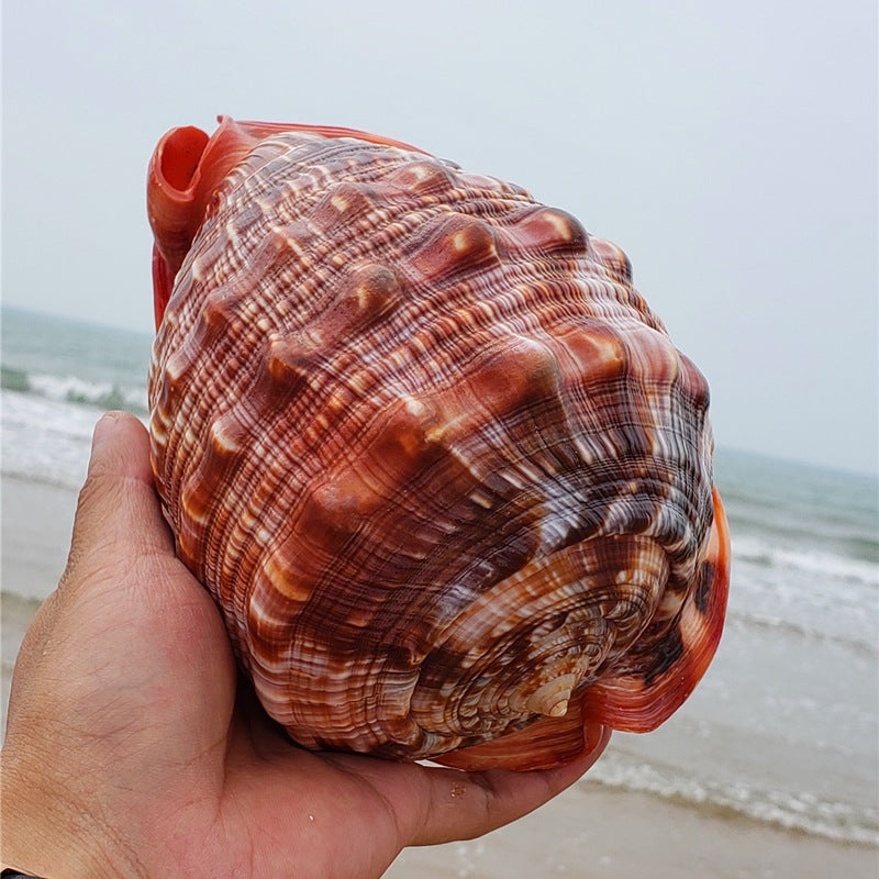 Naturel Super Grande Escargot Wanbao Escargot Français Grande Conch Aménagement paysager