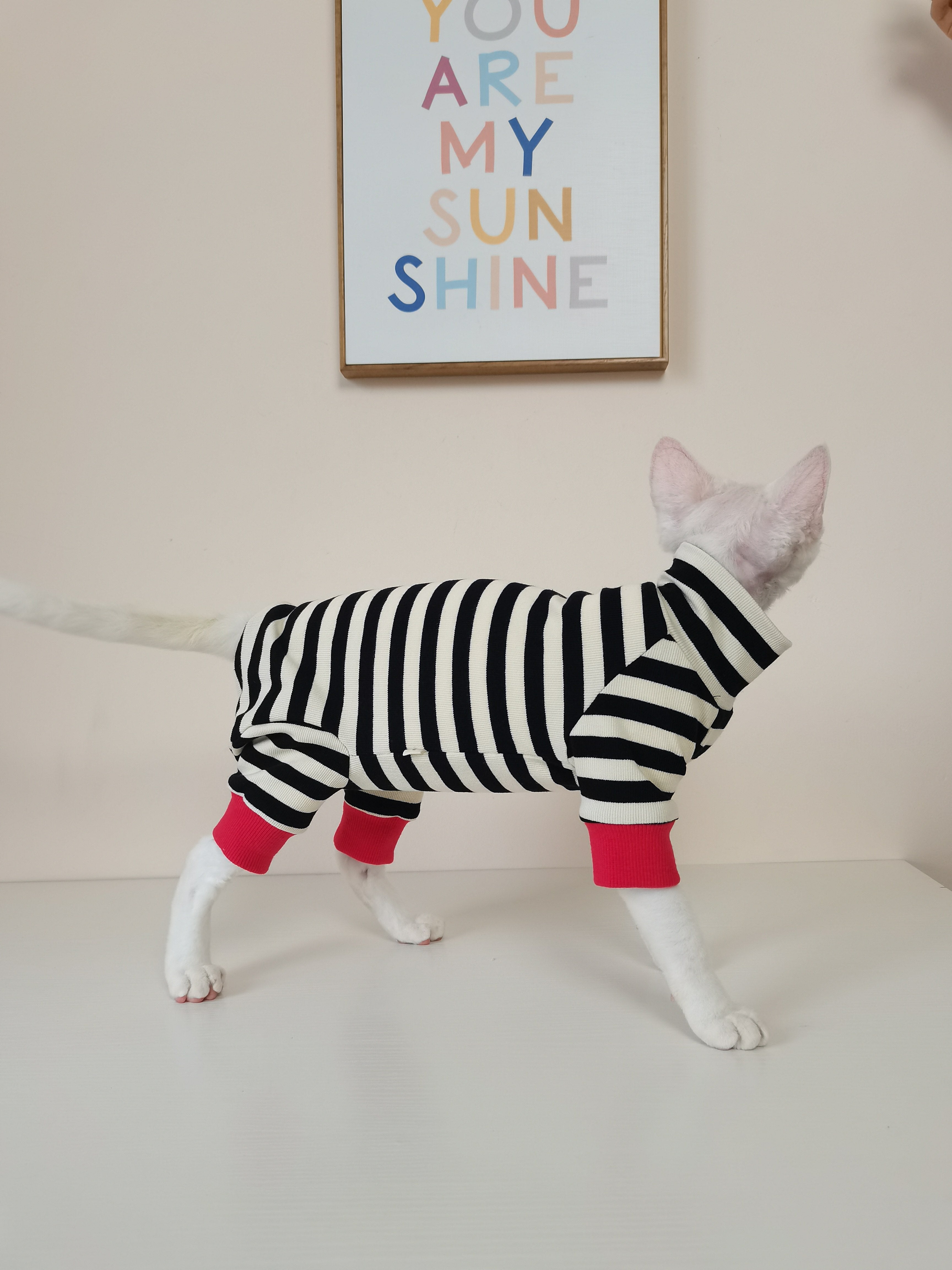 Vêtements pour chats à quatre pattes, sans fourrure