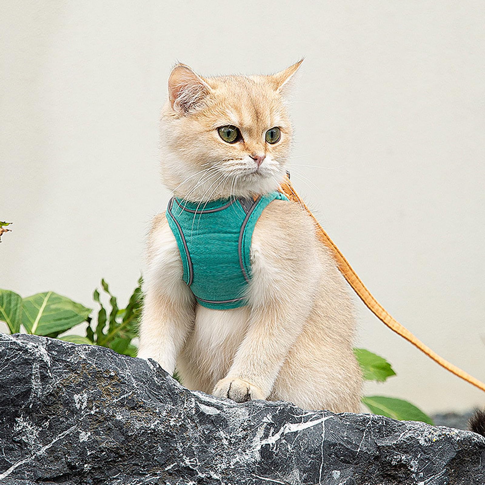 Harnais de chat et laisse