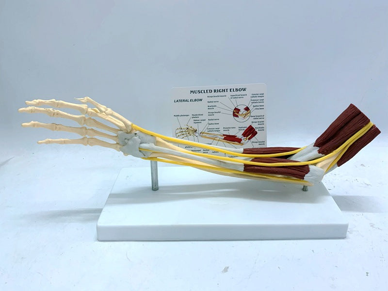 Modèle de joint de ligament dans le muscle Nerve Anatomie Skeleton humain Crâne bras d'enseignement