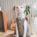 Robe sans cheveux Cat Devon Cat Kitten