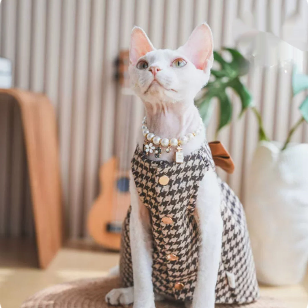 Robe sans cheveux Cat Devon Cat Kitten
