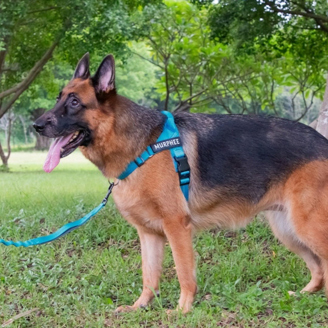 Easy-to-cover Lightweight Dog Breast Strap Hand Holding Rope