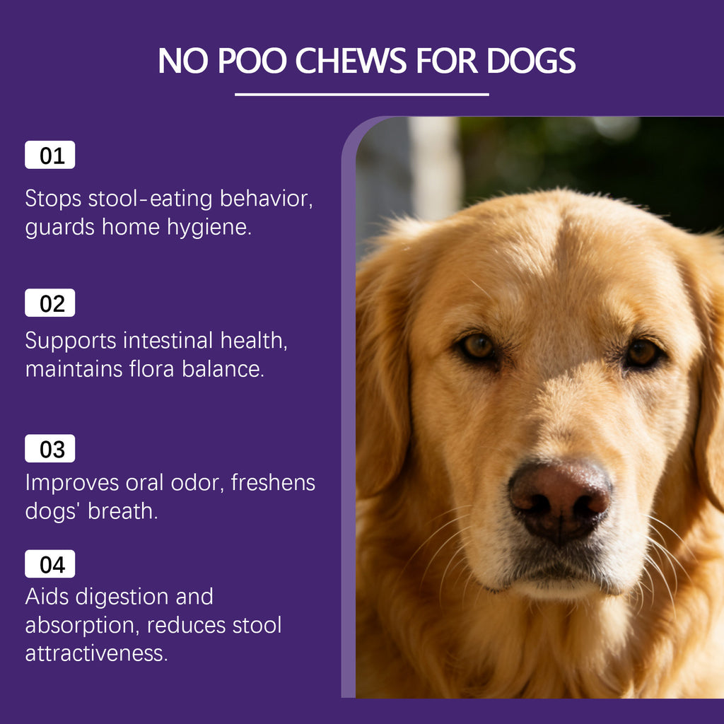 Pas de chips pour chiens