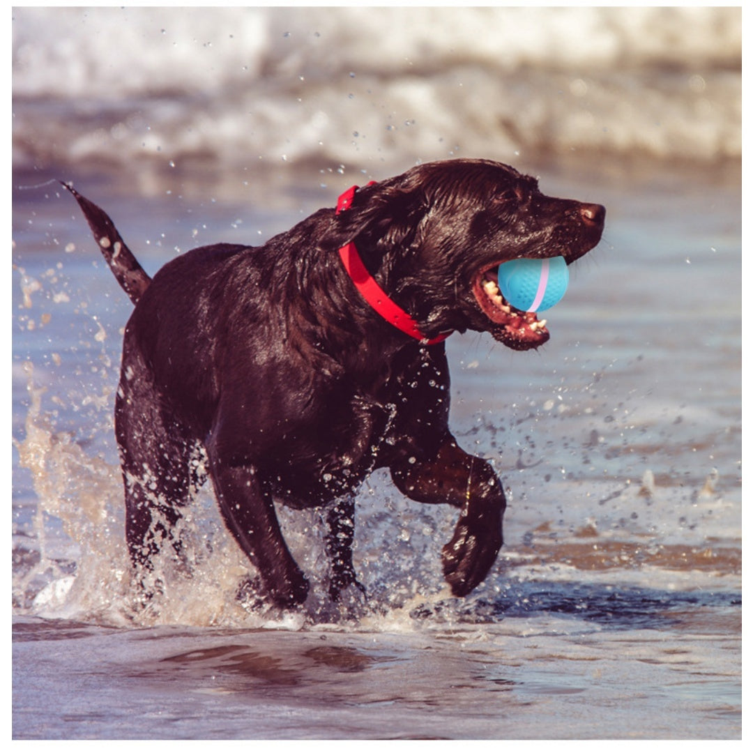 Jouet de chien de boule électrique lumineux et de chat