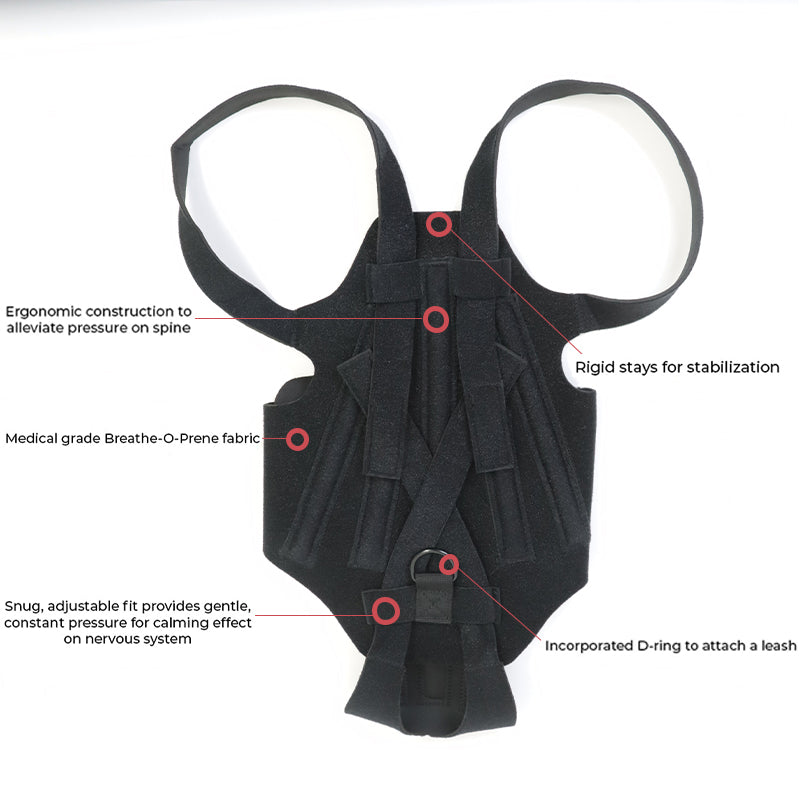 Brace arrière pour chiens avec IVDD
