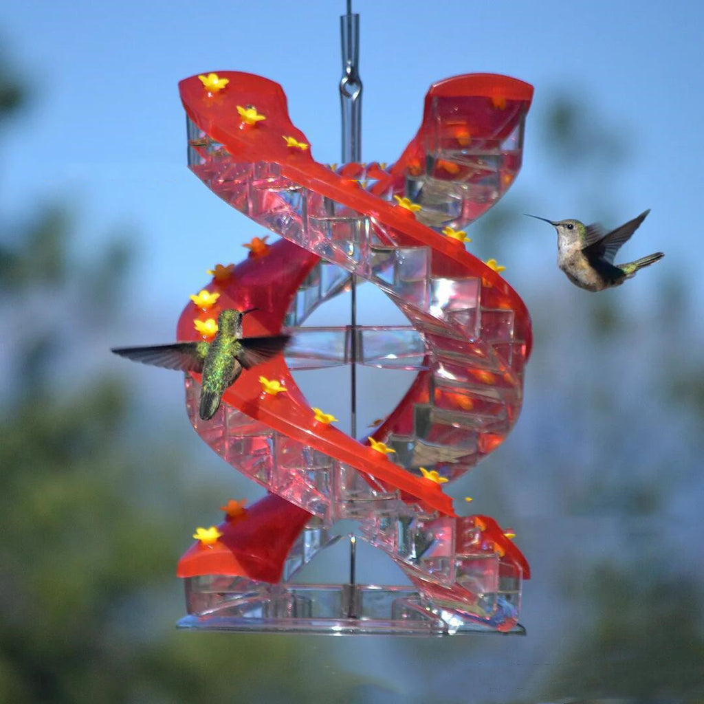 Élevage d'une araignée Colibri