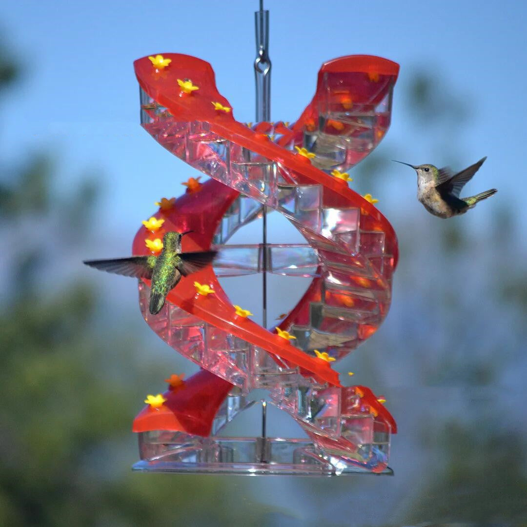 Élevage d'une araignée Colibri