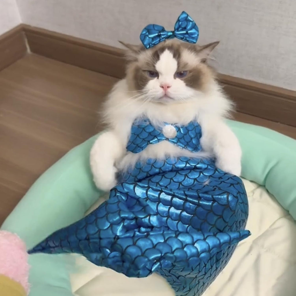 Costume de sirène de chat Costumes créatifs de chat et de chien Costume drôle de sirène de chat Costume de sirène de chat Fi