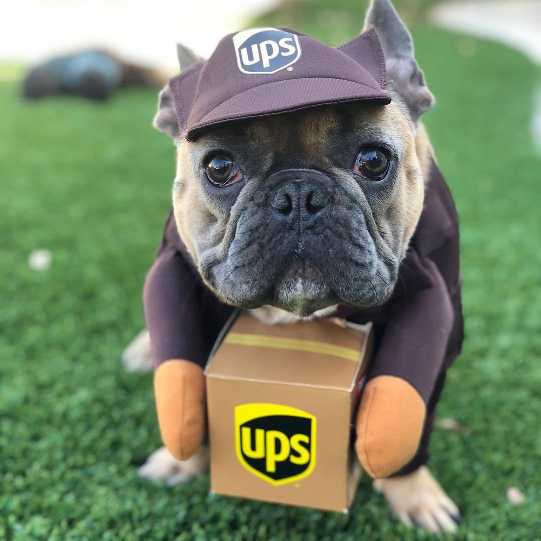 Vêtements pour animaux de compagnie Cat et vêtements pour chiens