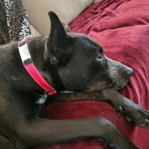 Accessoires de collier pour chien sculpté réglable