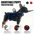 Collier Amazon Best-seller anti-collision avec laisse pour animaux aveugles