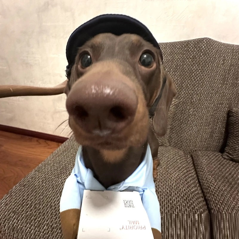 Chien Express Costume de chien Petit chien Vêtements d'Halloween