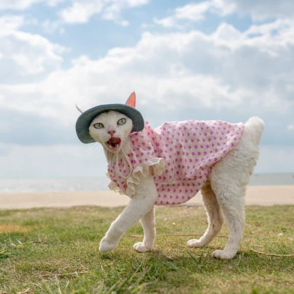Sphynx Cat robe de coton d'été avec coeurs et vêtements de dentelle pour chats sans cheveux Devon Rex