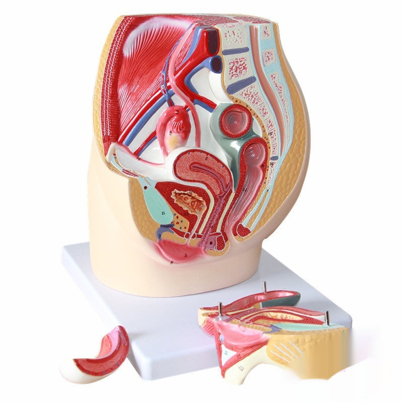 Modèle de section sagittale pelvienne avec systèmes urinaires extrinsèques et intrinsèques