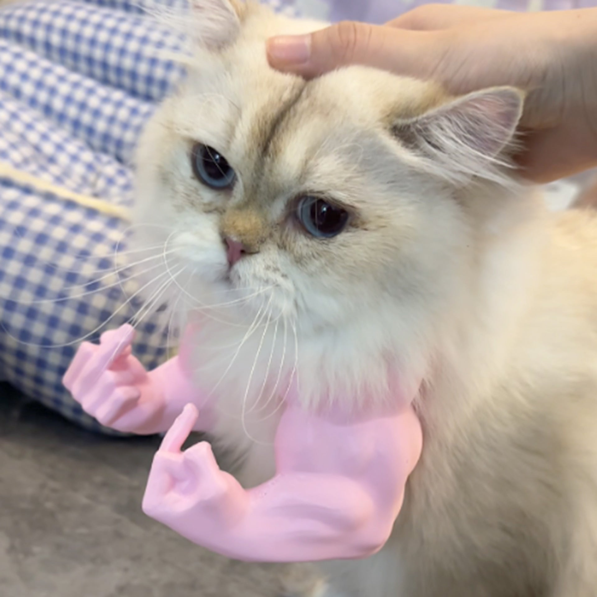 Amazons Pet Muscle-arm Gag article Une blague créative