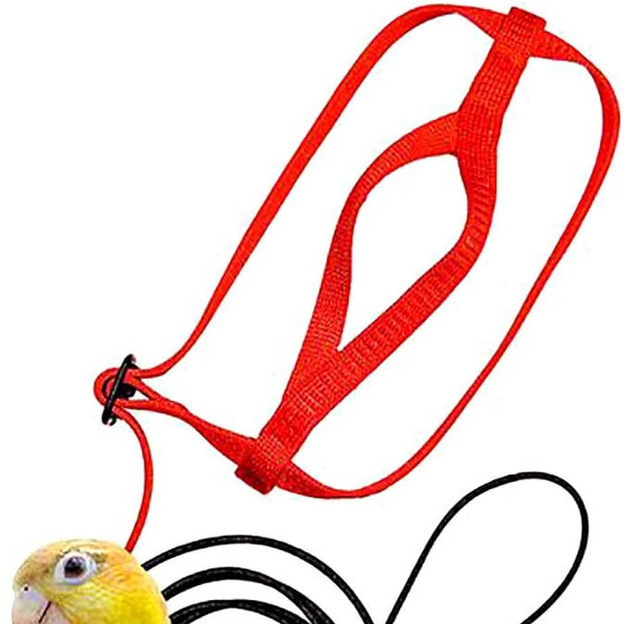 Perroquet volant avec corde volante et harnais d'oiseau