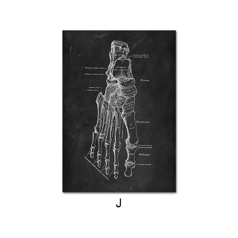 Peinture sur toile du système d'organes de squelette d'anatomie humaine