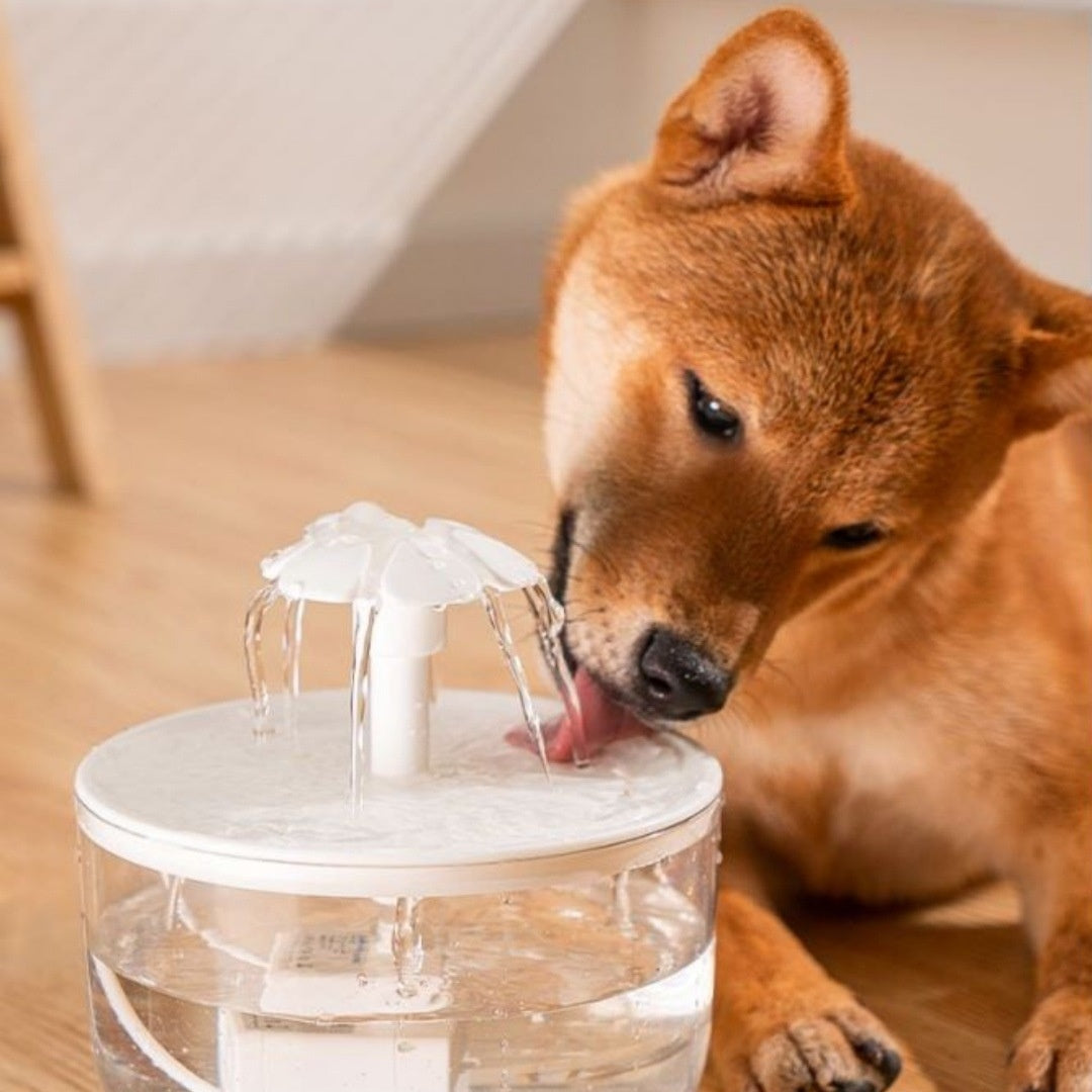 Fontaine d'eau pour animaux de compagnie filtrant automatique pour chats et chiens