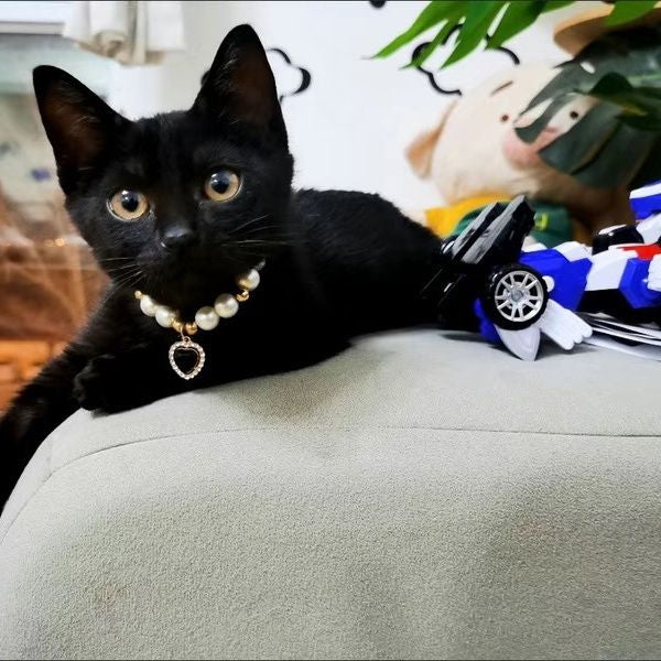 Internet populaire Celebrity Cat Pearl Collier