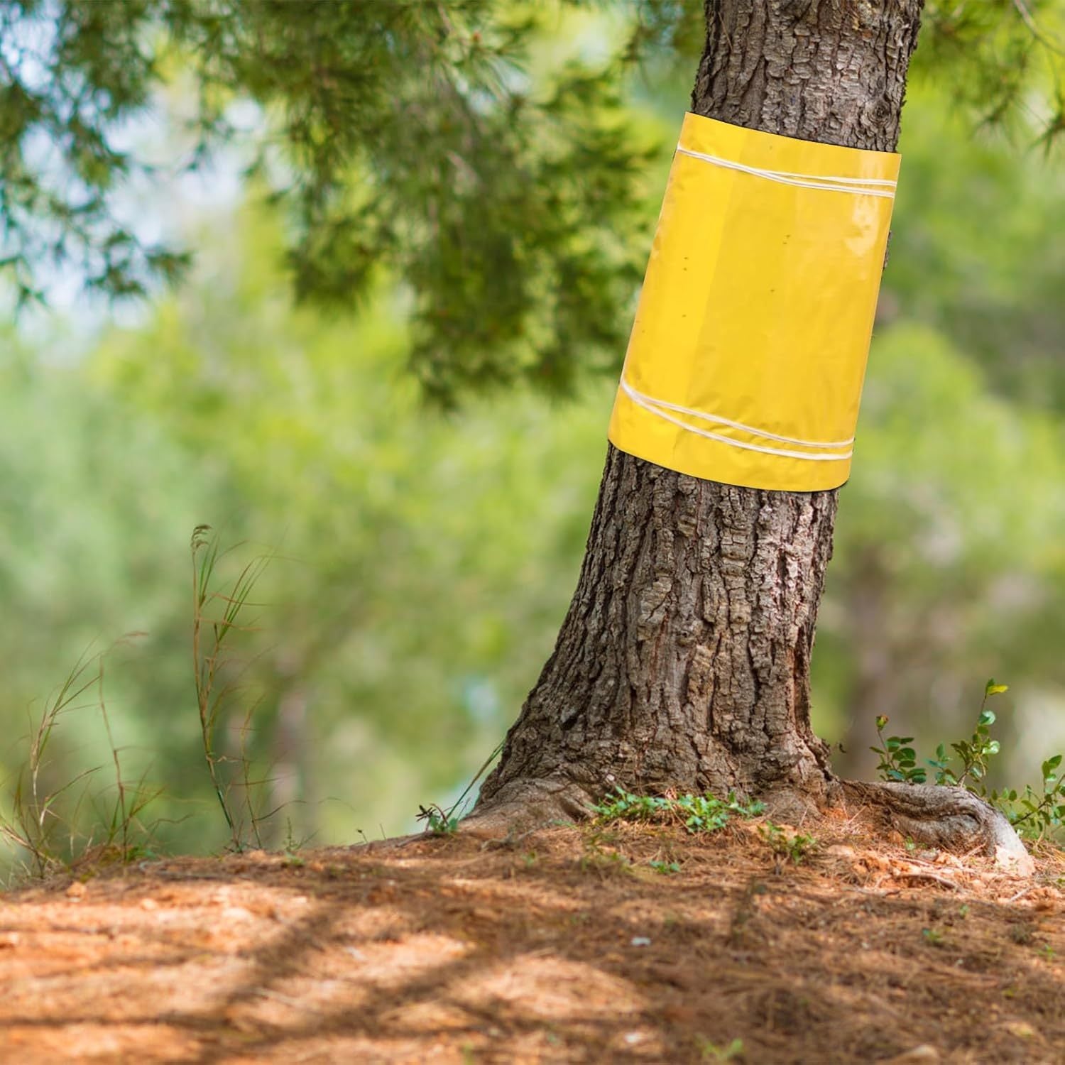 25 Cm X 10 M Manches de protection pour arbres fruitiers