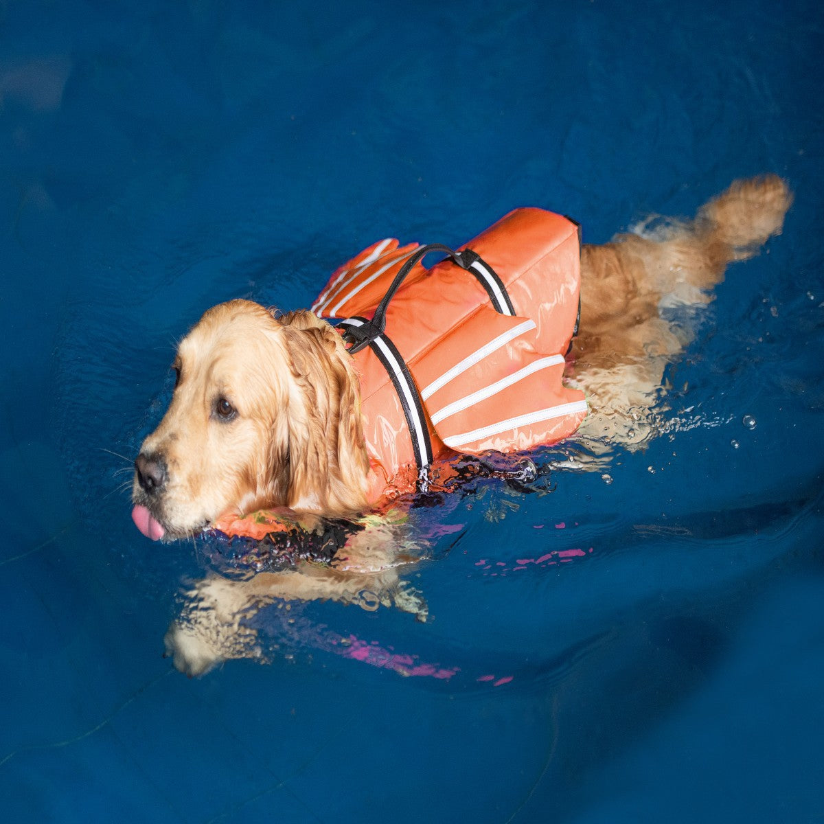 Veste de vie pour animaux de compagnie réfléchissante