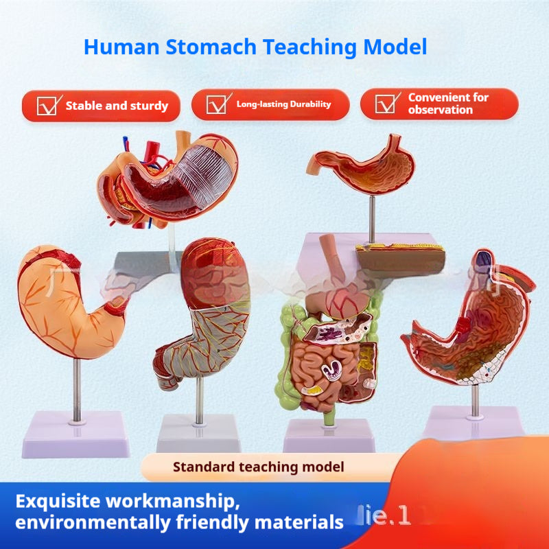 Modèle du système digestif humain Section coronale gastrique Anatomie anorectale Enseignement médical Ai