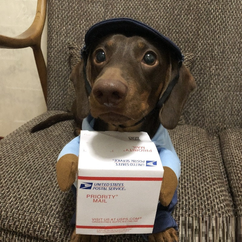 Chien Express Costume de chien Petit chien Vêtements d'Halloween