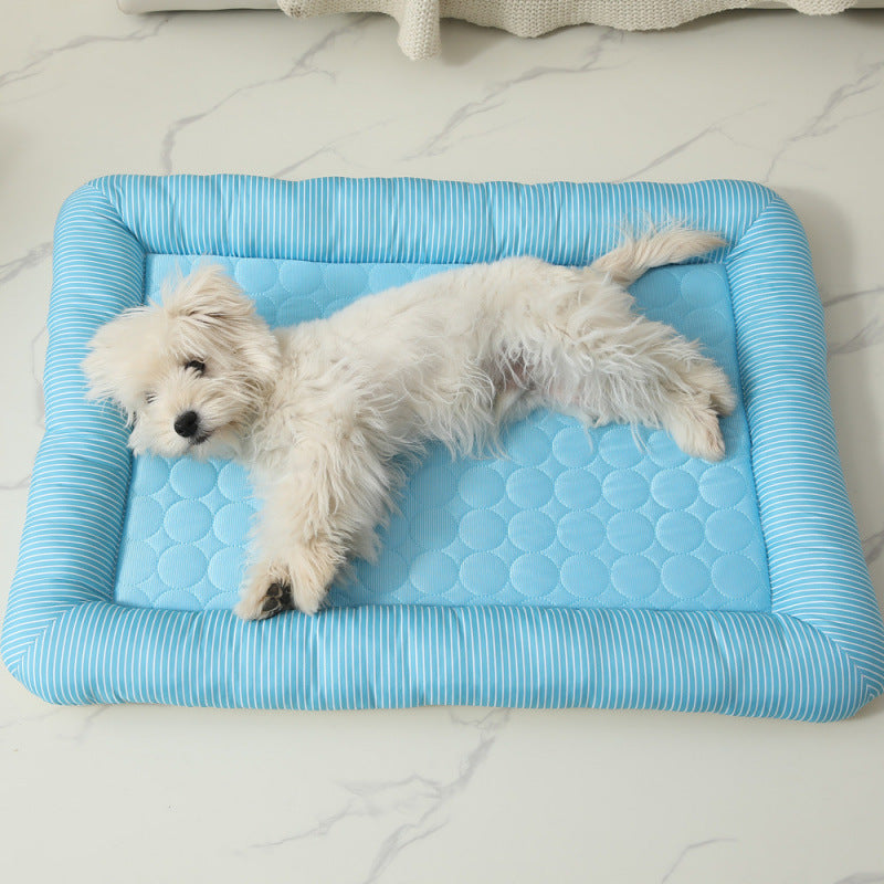 Chien de soie de glace de chat cool