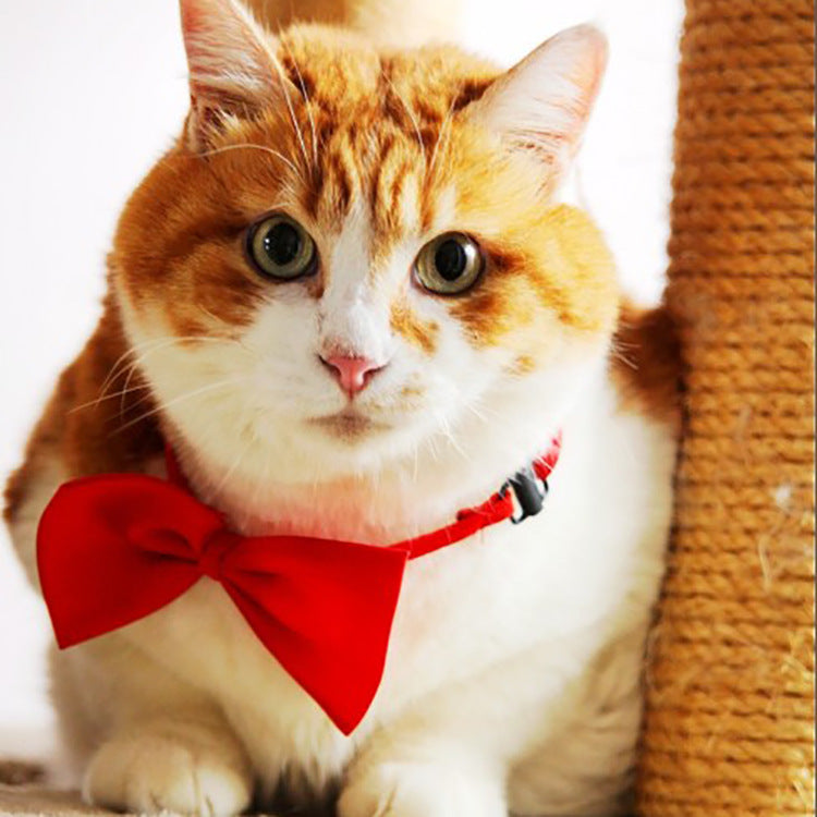 Collier pour animal de compagnie en couleur solide simple