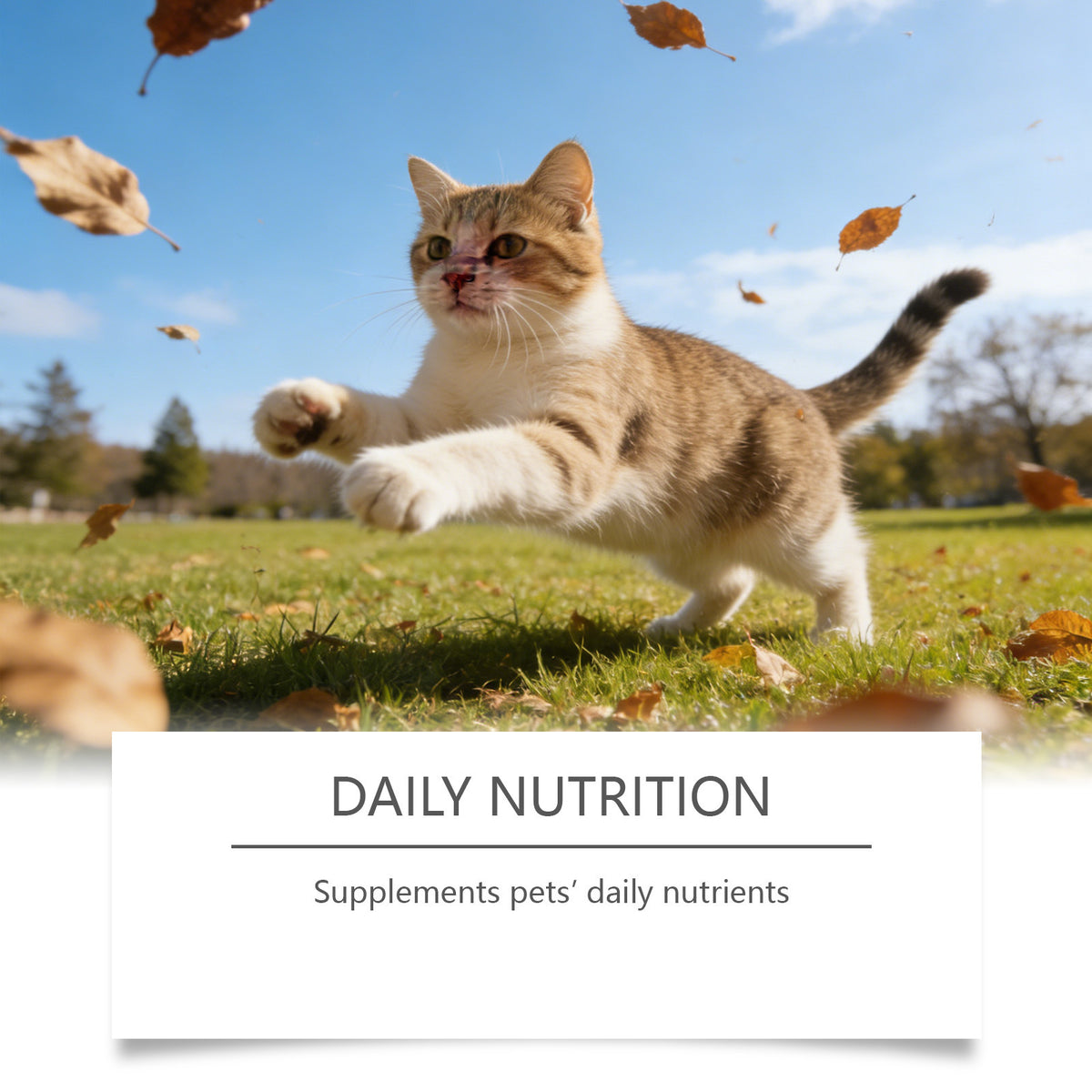 Kriath poudre de taurine pour chats