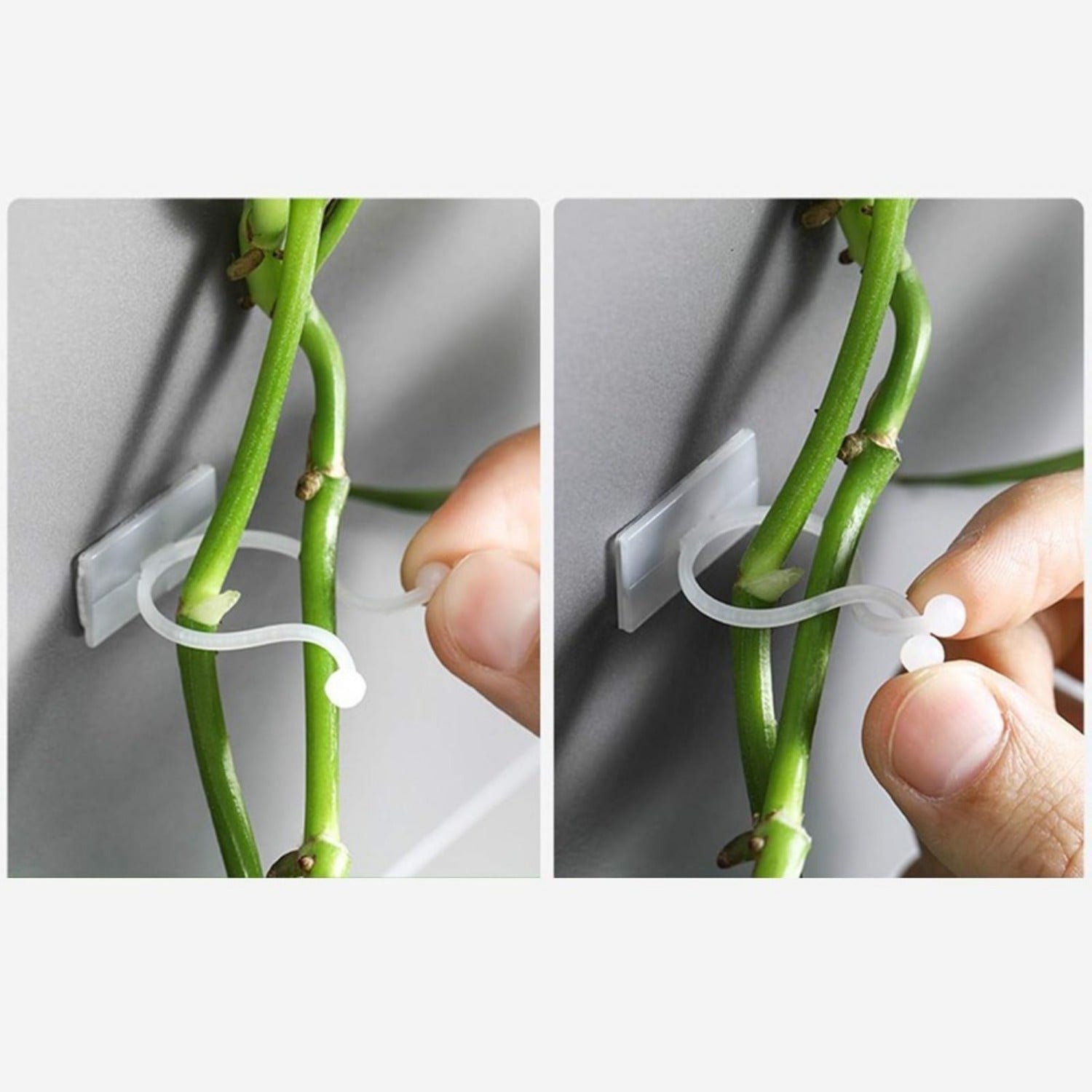 Paquets de soirée - 150 clips de vigne blanche avec câbles en plastique vert