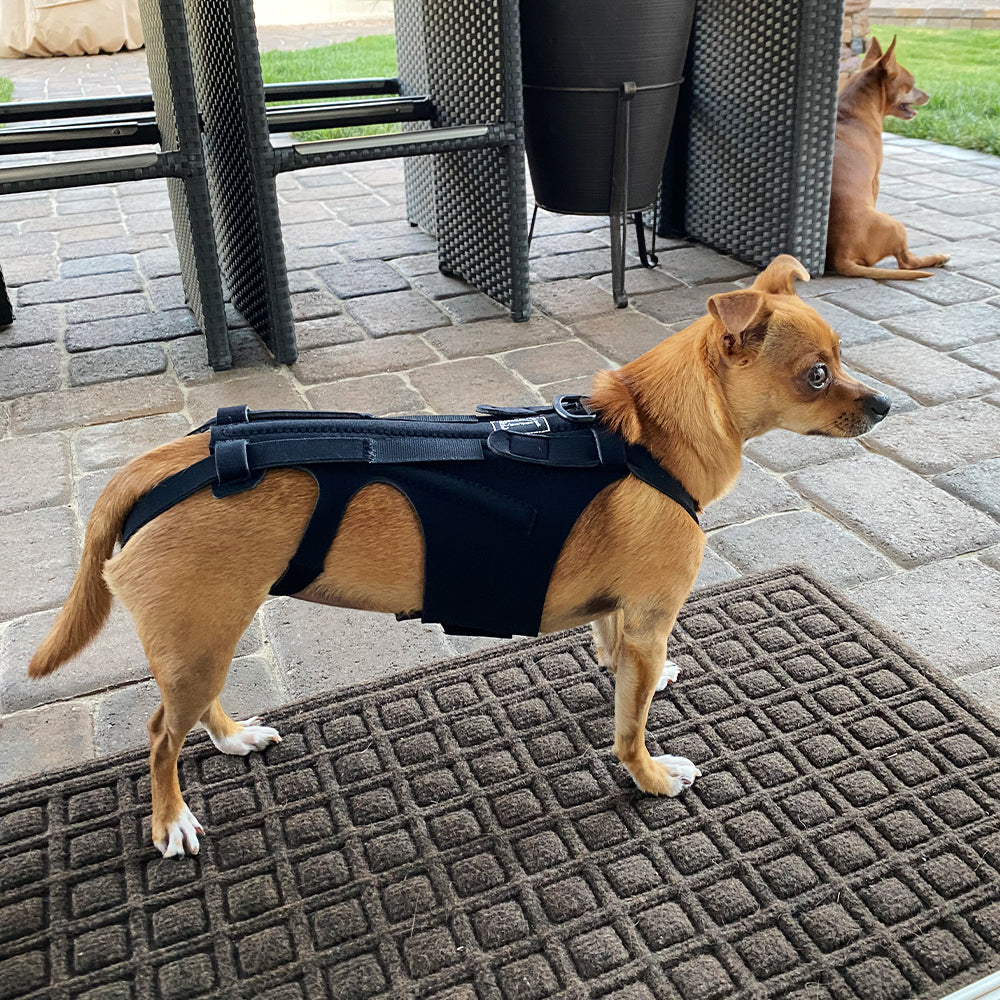 Brace arrière pour chiens avec IVDD
