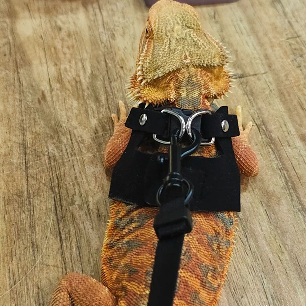 Lizard Chameleon écureuil Pet extérieur poitrine et Harness