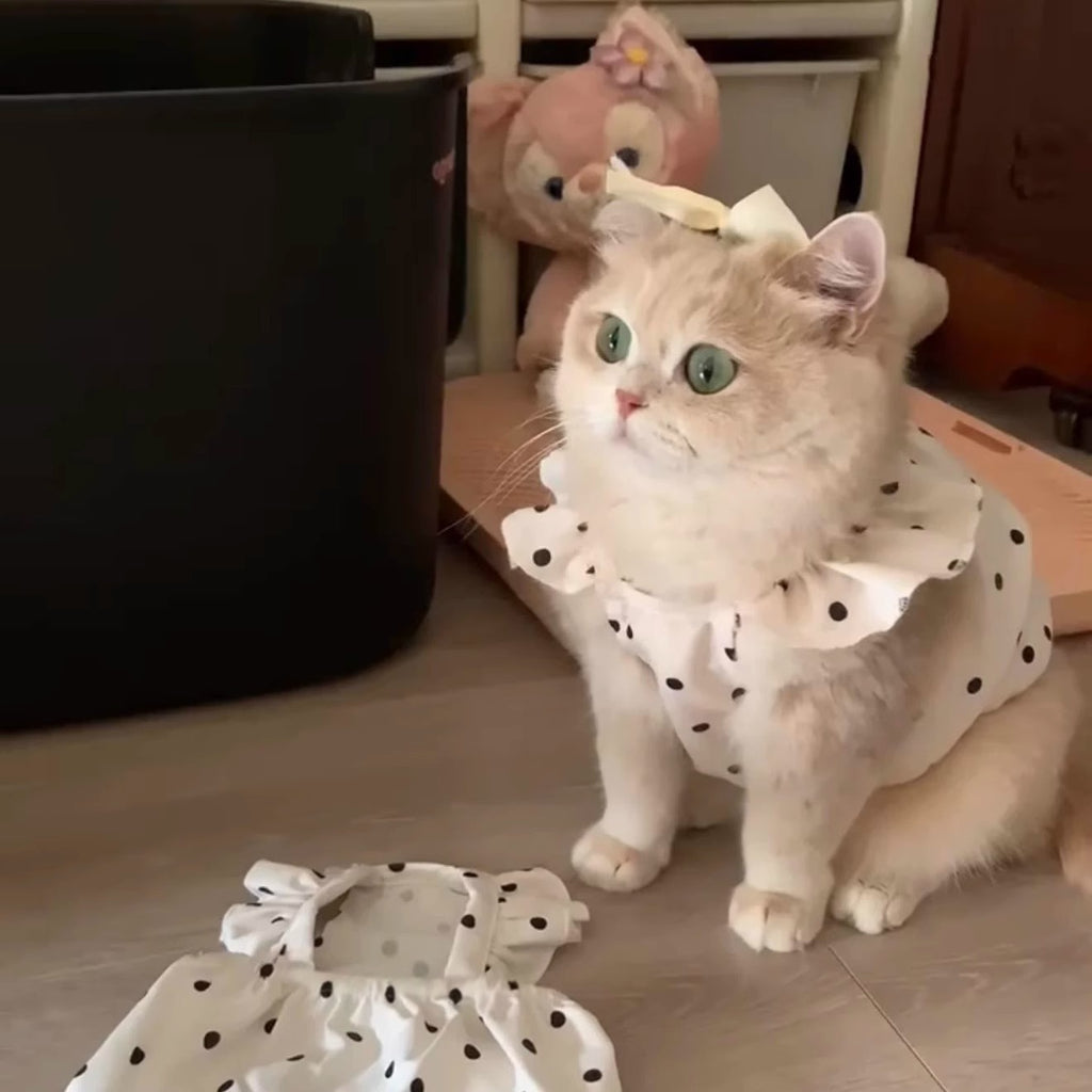 Robe respirante de protection solaire pour animal de compagnie