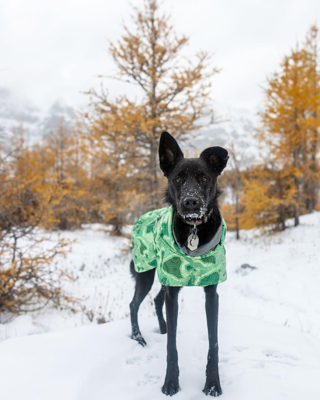 Veste en Coton Grand Chien imperméable à la neige chaude en automne et hiver