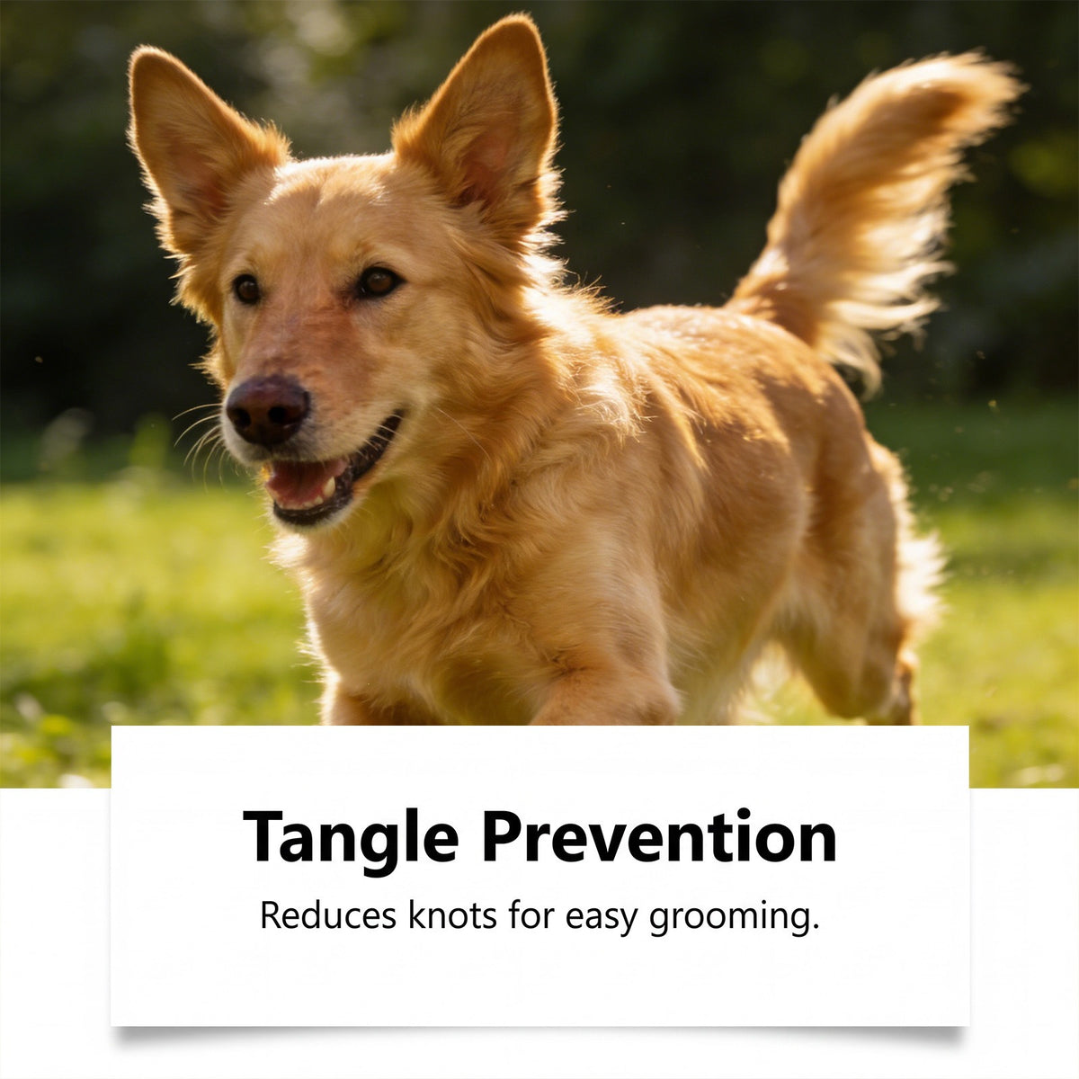 Aeljoy conditionneur de cheveux chien doux nettoyage et soins pour les animaux