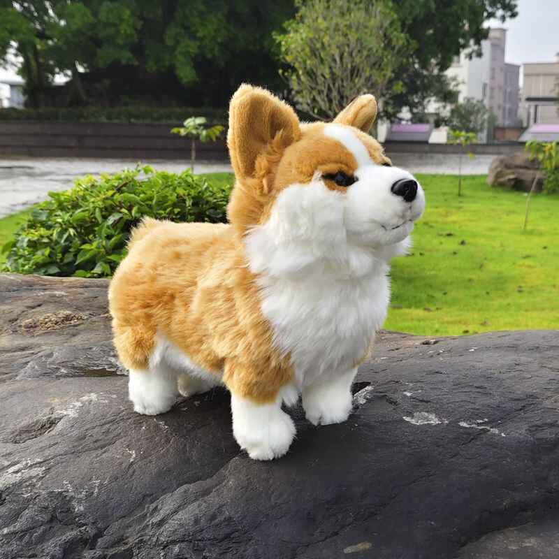 Mignon chien gallois à pattes courtes avec jouets en peluche