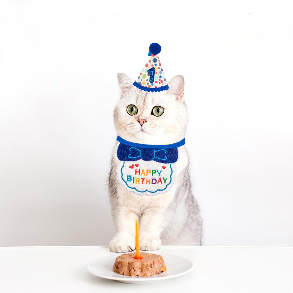 Fournitures pour fête d'anniversaire de chat