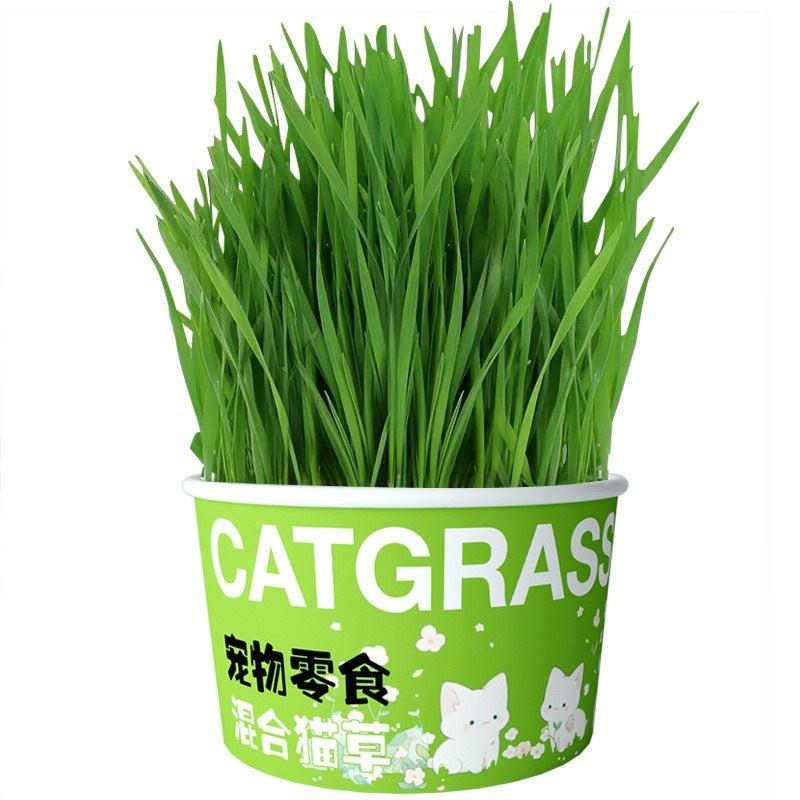 Snack animal Instant noodle pot Catnip