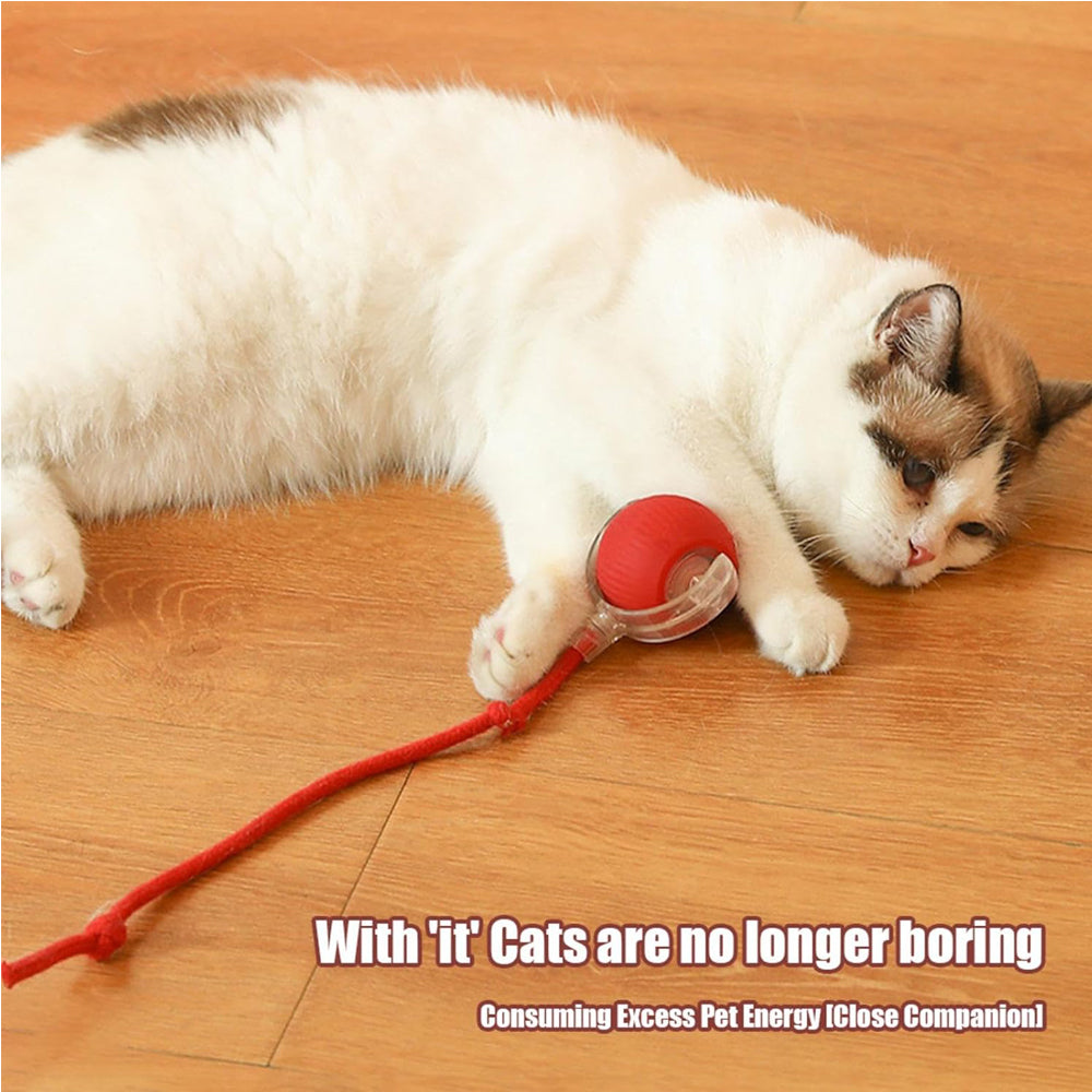 Jouet électrique de boule de chat de chien