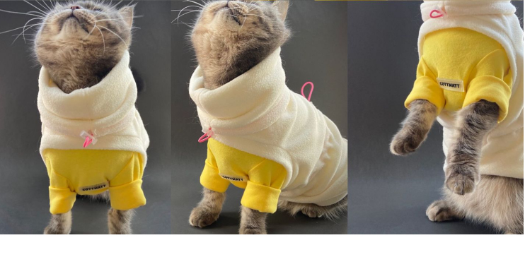 Sphinx de chat sans cheveux d'hiver allemand universel
