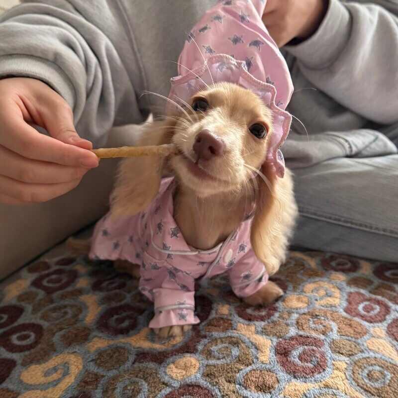 Pyjama et vêtements de chien sont minces