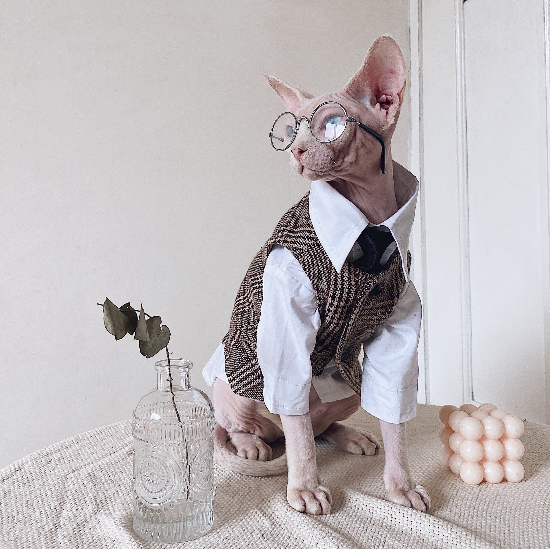 Robe de chat Sphynx Tie Vest Blazer Set pour chats sans cheveux