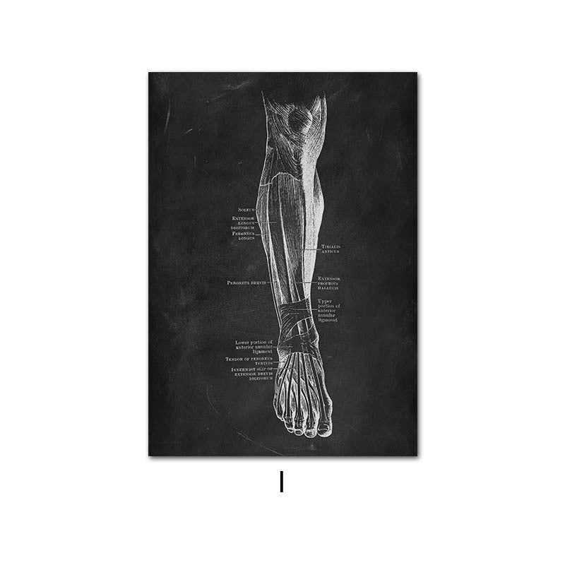 Peinture sur toile du système d'organes de squelette d'anatomie humaine