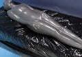 Sac de couchage à vide en latex pour la climatisation