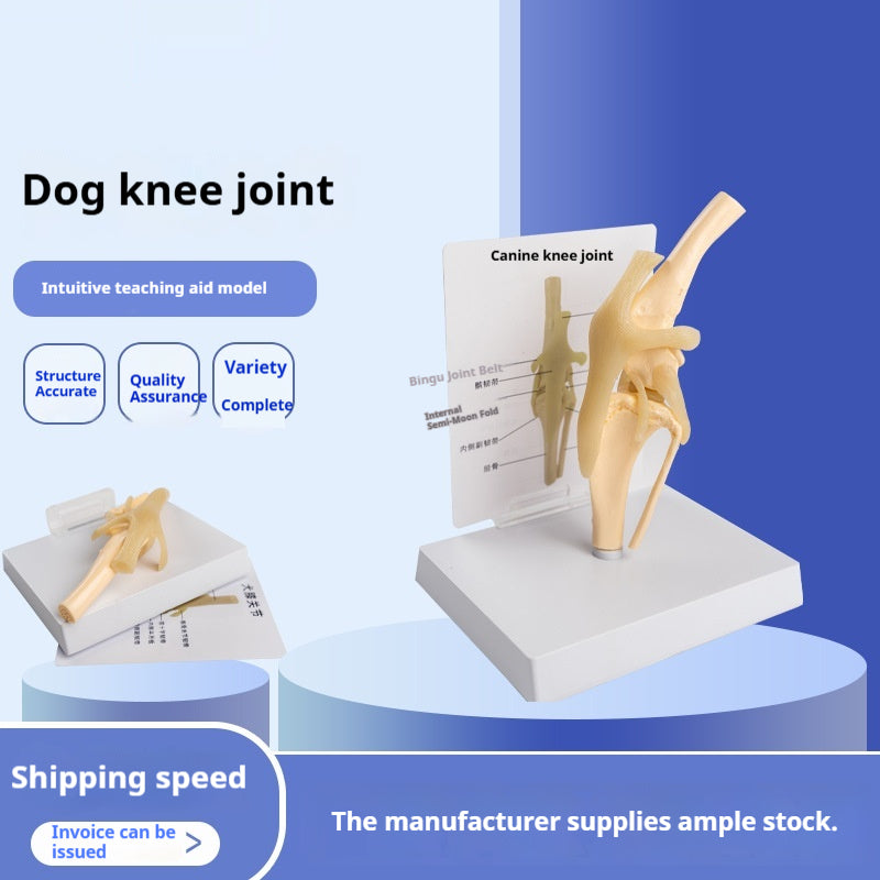 Modèle de squelette de chien en PVC simulé