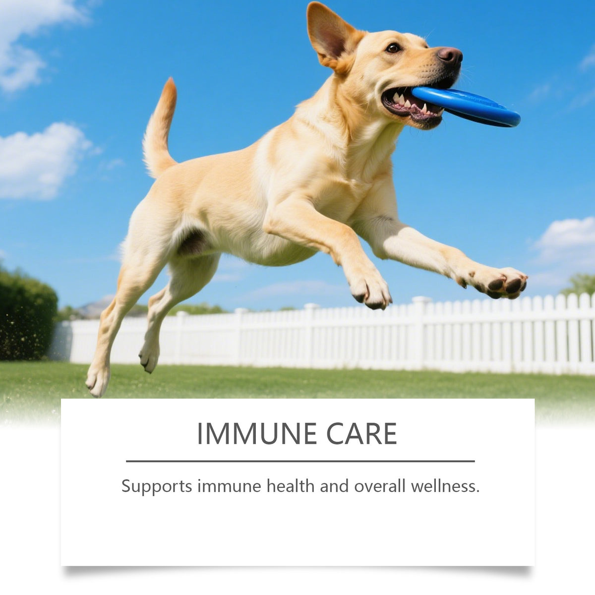 Formule douce pour les comprimés quotidiens pour animaux domestiques pour chiens